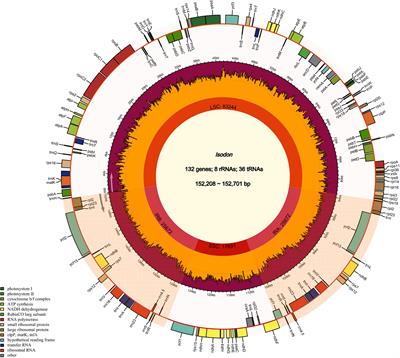 Comparative analysis of medicinal plant Isodon rubescens and its common adulterants based on chloroplast genome sequencing